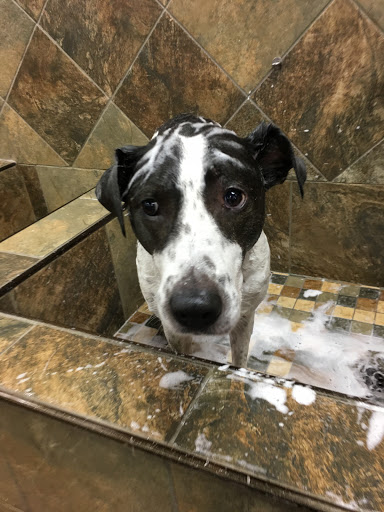 Pet Supply Store «Pet Valu», reviews and photos, 1354 Centennial Ave, Piscataway Township, NJ 08854, USA