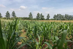 Kebon Jagung Yoyo image