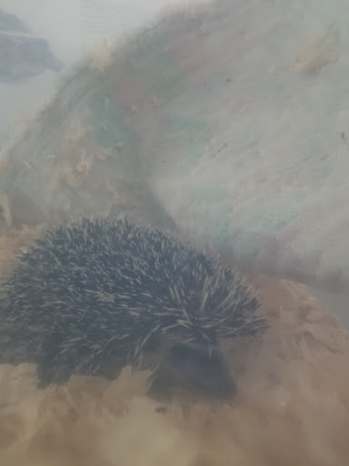 Pet Store «Wildside Pets», reviews and photos, 1042 N Higley Rd #105, Mesa, AZ 85205, USA