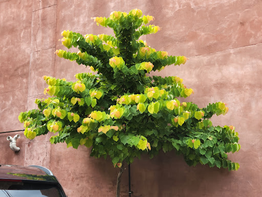 General Store «Mast General Store Waynesville», reviews and photos, 63 N Main St, Waynesville, NC 28786, USA