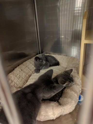 Pet Supply Store «PetSmart», reviews and photos, 15555 E 14th St, San Leandro, CA 94578, USA