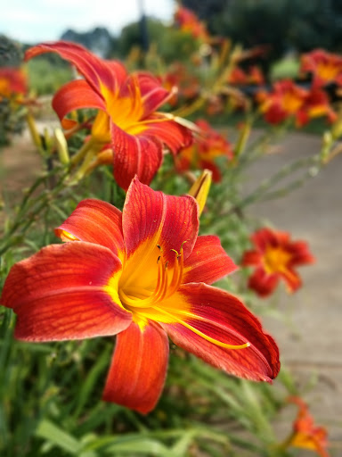 Park «Heritage Park», reviews and photos, 99 Lake Dow Rd, McDonough, GA 30252, USA