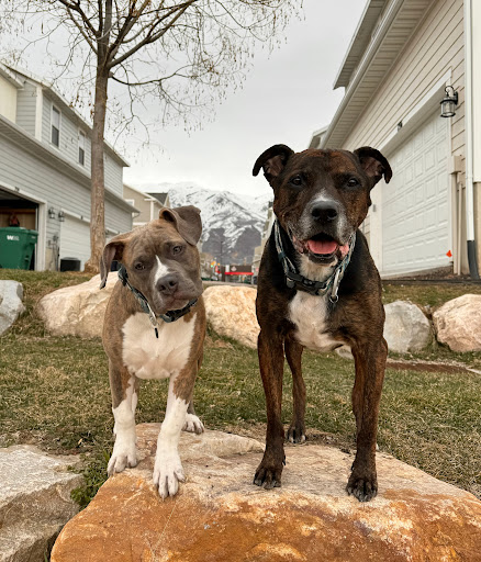 Bayview Animal Hospital Layton image