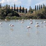 Photo n° 33 de l'avis de Ludovic.t fait le 13/09/2023 à 15:05 pour Parc Ornithologique du Pont de Gau à Saintes-Maries-de-la-Mer
