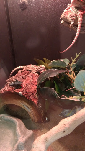 Pet Supply Store «PetSmart», reviews and photos, 104 Dettro Dr, Mattoon, IL 61938, USA