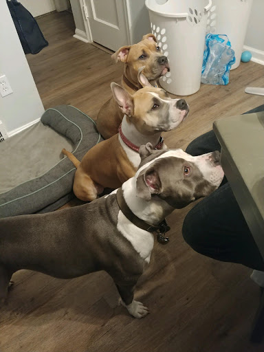 Pet Store «Feed-Rite Pet Supply», reviews and photos, 2979 Fort St, Lincoln Park, MI 48146, USA