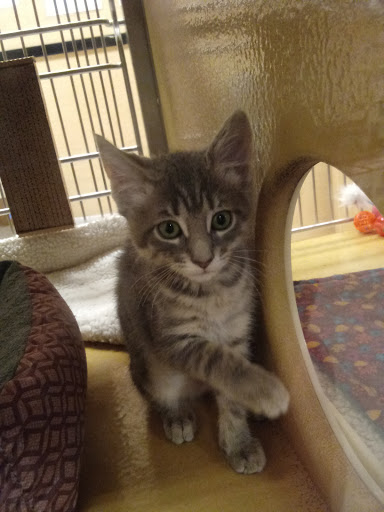 Pet Supply Store «PetSmart», reviews and photos, 1232 Hooper Ave, Toms River, NJ 08753, USA