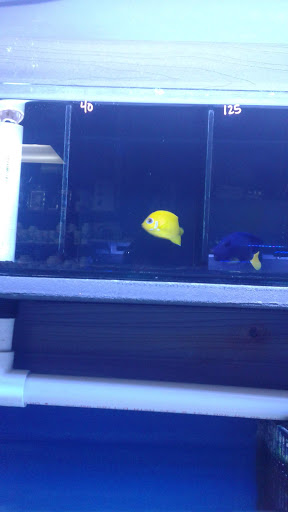 Pet Store «Strictly Fish», reviews and photos, 8373 SW 40th St, Miami, FL 33155, USA