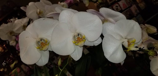 Coffee Shop «Starbucks», reviews and photos, 406 N Main St, Sebastopol, CA 95472, USA