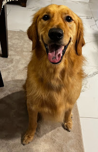 Das Hund Haus Inc. - Photo 4 - Car repair in Lakeland, FL, Lakeland