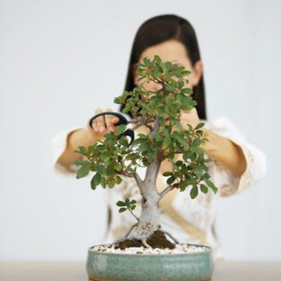 Bishopsford Bonsai Nursery