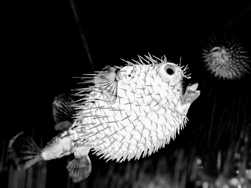 Night Club «Laka Lono Rum Club», reviews and photos, 1204 Howard St, Omaha, NE 68102, USA