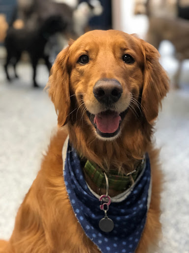 Pet Groomer «Doggie Style Bowtique», reviews and photos, 1713 Westport Rd, Kansas City, MO 64111, USA