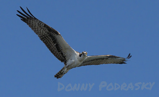 Park «R E Olds Park», reviews and photos, 107 Shore Dr W, Oldsmar, FL 34677, USA