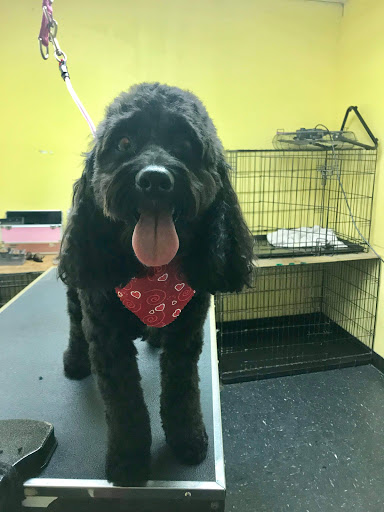 Pet Groomer «One Stop Pet Shop Inc», reviews and photos, 1375 Chestnut St # 103, Emmaus, PA 18049, USA