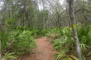 Tiger Bay State Forest image
