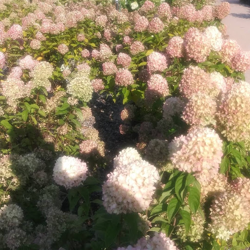 Garden Center «English Gardens», reviews and photos, 44850 Garfield Rd, Charter Twp of Clinton, MI 48038, USA