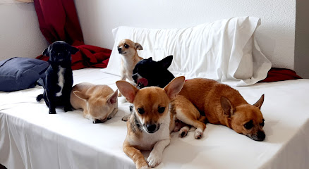 Chihuahua Med Cão