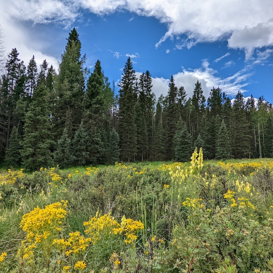 Mueller State Park