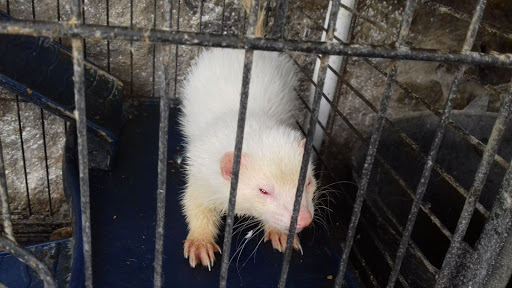 Pienso En Verde en Buitrago del Lozoya, Madrid