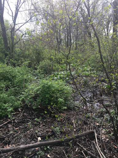 Nature Preserve «Brookside Preserve», reviews and photos, N Brookside Ave, Roosevelt, NY 11575, USA