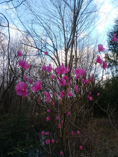 Gift Shop «Stonehedge Gardens», reviews and photos, 51 Dairy Rd, Tamaqua, PA 18252, USA
