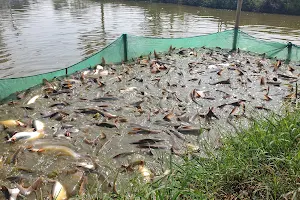 Budidaya Ikan Patin image