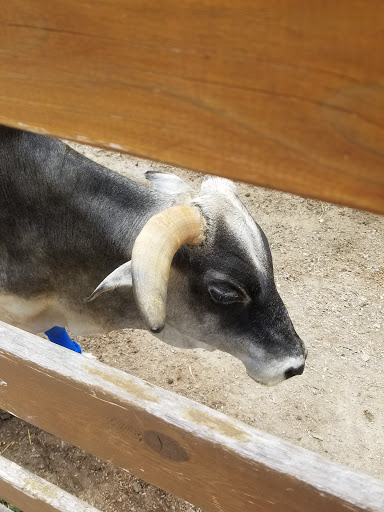 Zoo «Niabi Zoo», reviews and photos, 13010 Niabi Zoo Rd, Coal Valley, IL 61240, USA