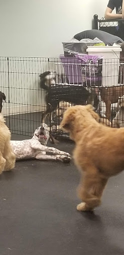 Pet Supply Store «Dogology», reviews and photos, 166 Albany Turnpike, Canton, CT 06019, USA