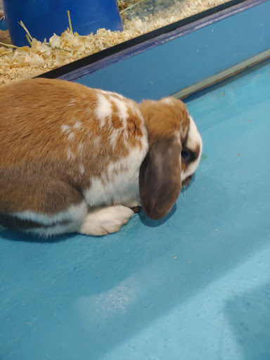 Pet Store «Greenwood Pets & Plants», reviews and photos, 13983 E 9 Mile Rd, Warren, MI 48089, USA