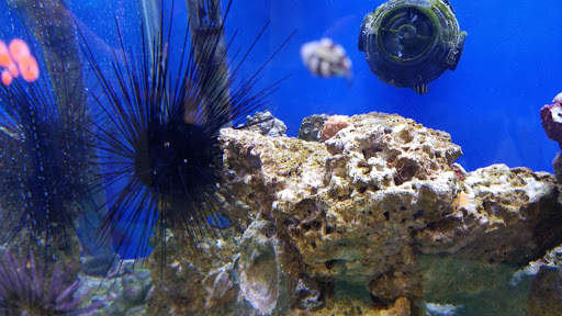 Tropical Fish Store «Stingray Bay», reviews and photos, 17800 E 9 Mile Rd, Eastpointe, MI 48021, USA