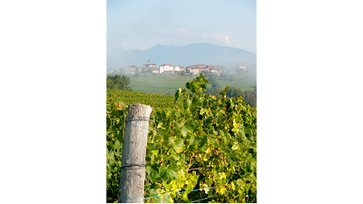 Viticulteur & Producteur de Vin dans le Bugey - Caveau Dufour à Massignieu-de-Rives