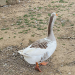 Photo n°11 de l'avis de marco.a fait le 02/05/2023 à 17:08 sur le  Agriturismo Cascina Gorgia à Orbassano