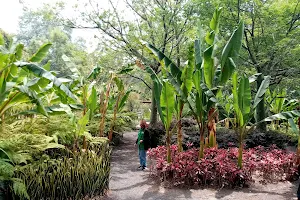Jardín Botánico del Bosque de Chapultepec image