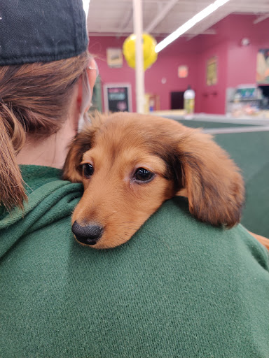 Pet Store «Petland», reviews and photos, 351 Diederich Blvd, Ashland, KY 41101, USA