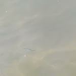 Photo n°1 de l'avis de David.b fait le 19/08/2023 à 12:28 sur le  Lido Venere Agropoli à Agropoli