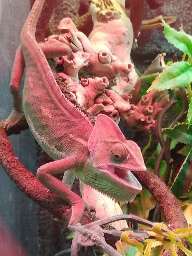 Pet Store «Petland», reviews and photos, 351 Diederich Blvd, Ashland, KY 41101, USA