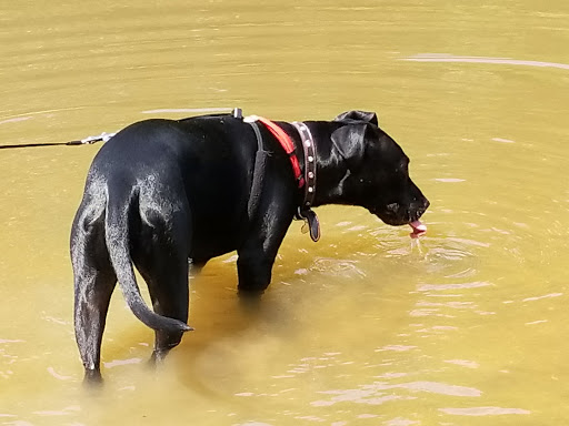 Park «Lake Houston Wilderness Park», reviews and photos, 25840 FM 1485, New Caney, TX 77357, USA