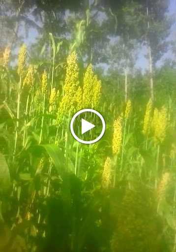 Park «Red Bird Park», reviews and photos, 1005 W Red Bird Ln, Dallas, TX 75232, USA