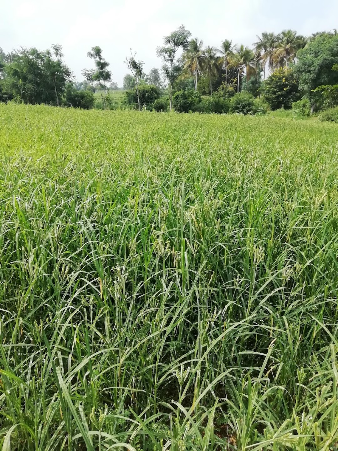 ಸರ್ಕಾರಿ ಹಿರಿಯ ಪ್ರಾಥಮಿಕ