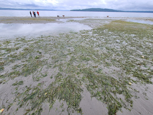 Park «Marine View Park», reviews and photos, 20945 Marine View Dr SW, Normandy Park, WA 98166, USA