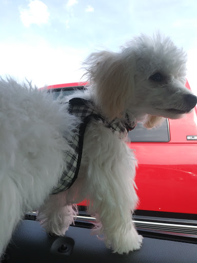 Pet Supply Store «PetSmart», reviews and photos, 2929 James Sanders Blvd f, Paducah, KY 42001, USA