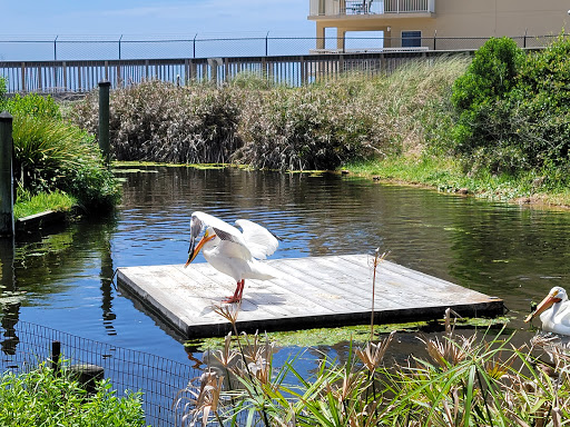 Amusement Park «Gulfarium Marine Adventure Park», reviews and photos, 1010 Miracle Strip Pkwy SE, Fort Walton Beach, FL 32548, USA