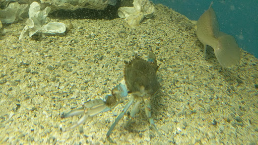 Aquarium «UGA Marine Education Center and Aquarium», reviews and photos, 30 Ocean Science Cir, Savannah, GA 31411, USA