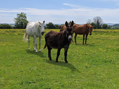 AVA - Agir pour la Vie Animale (ex Aide aux Vieux Animaux) à Cuy-Saint-Fiacre
