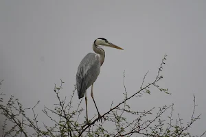 Bhadalwadi Bird Sanctuary image