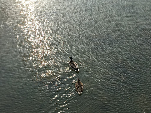 Park «Cottonwood Park», reviews and photos, 4051 N Story Rd, Irving, TX 75038, USA