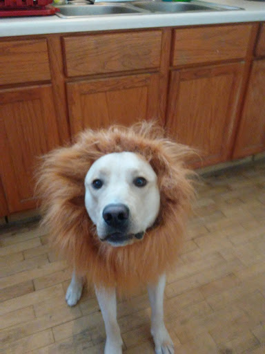 Pet Supply Store «PetSmart», reviews and photos, 3601 Rib Mountain Dr, Wausau, WI 54401, USA