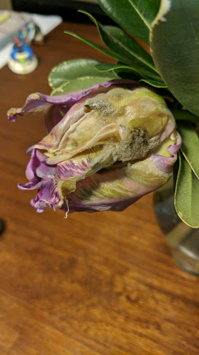 Florist «Friendly Florist, Inc», reviews and photos, 210 Hollywood Blvd NE, Fort Walton Beach, FL 32548, USA