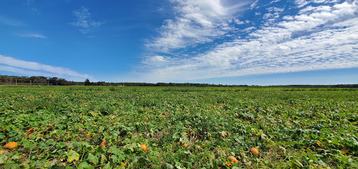 Farm «Lewin Farms», reviews and photos, 812 Sound Ave, Calverton, NY 11933, USA